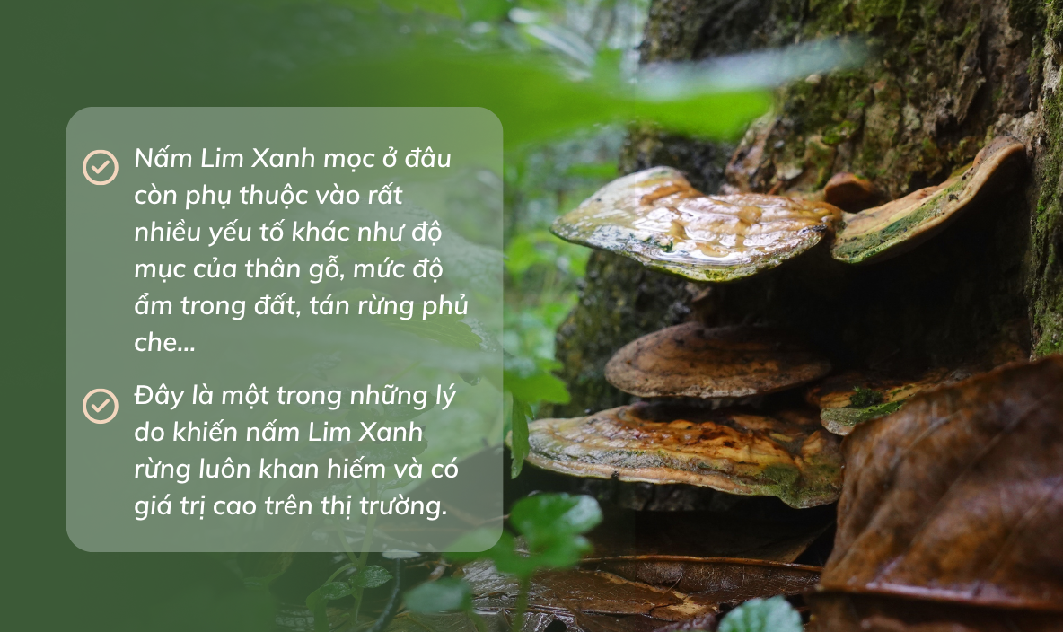 nấm lim xanh mọc ở đâu - nấm lim xanh TRIMICO